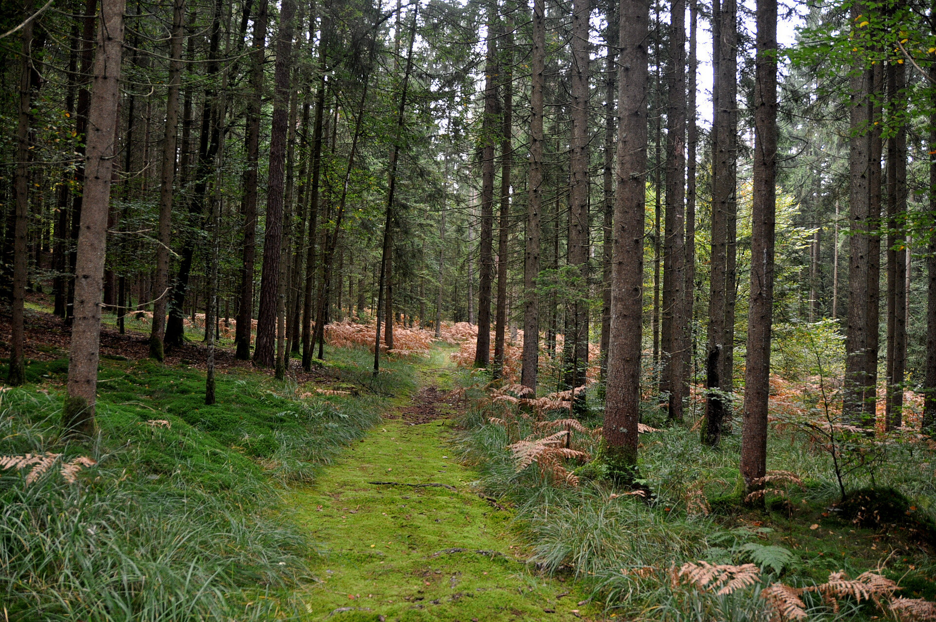 gozd v Češeniških in Prevojskih gmajnah