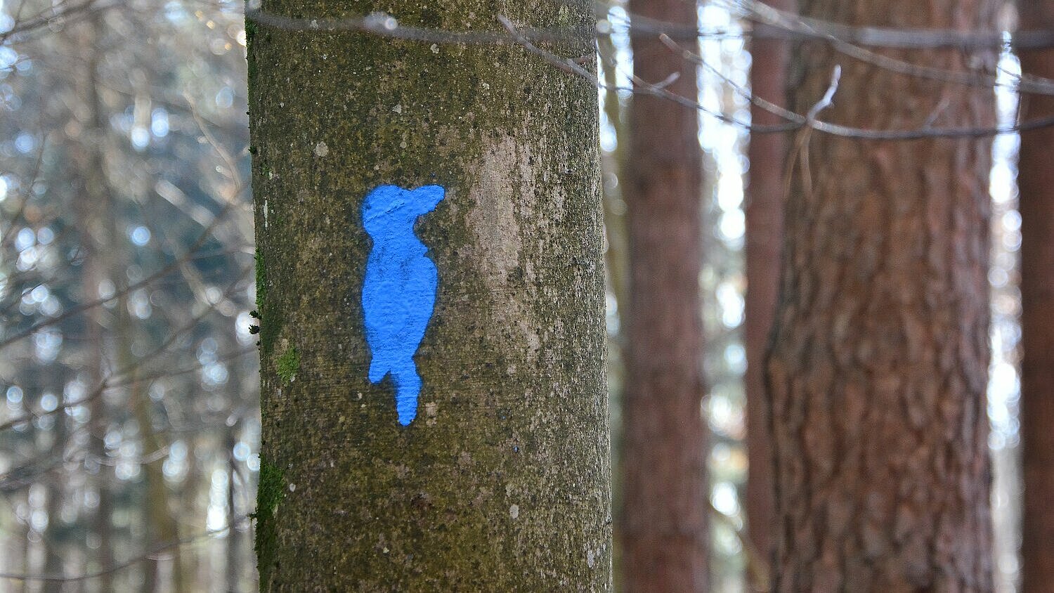 Oznaka dreves z modro silhueto ptice (foto: Mojca Podletnik, JZ Krajinski park Goričko)