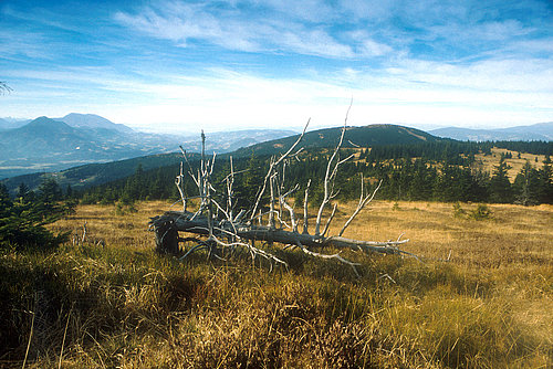 podrto mrtvo drevo na travniku