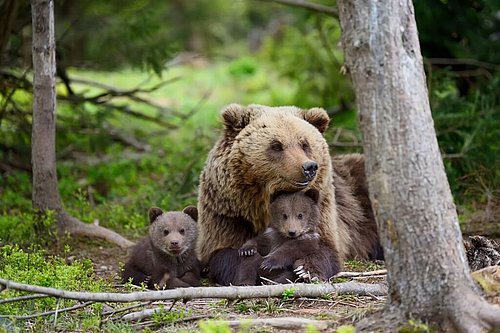 samica rjavega medveda z mladičema