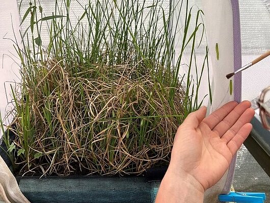 Prenos gosenic s čopičem (foto: Jasna Tarman)