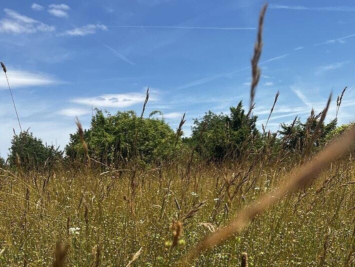Kartiranje habitatnih tipov - Submediteransko-ilirski polsuhi travnik (foto: Veronika Hohnec, Zavod RS za varstvo narave)