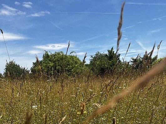 Kartiranje habitatnih tipov - Submediteransko-ilirski polsuhi travnik (foto: Veronika Hohnec, Zavod RS za varstvo narave)