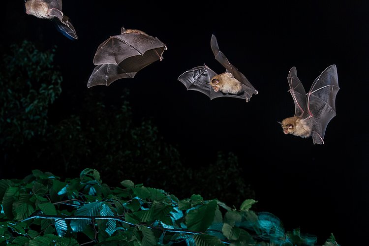 Netopir mali podkovnjak v letu (Foto: Matej Vranič)