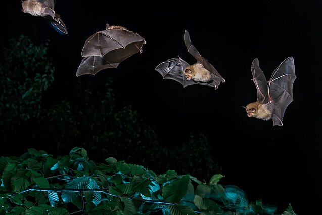 Sekvenca netopirja v letu