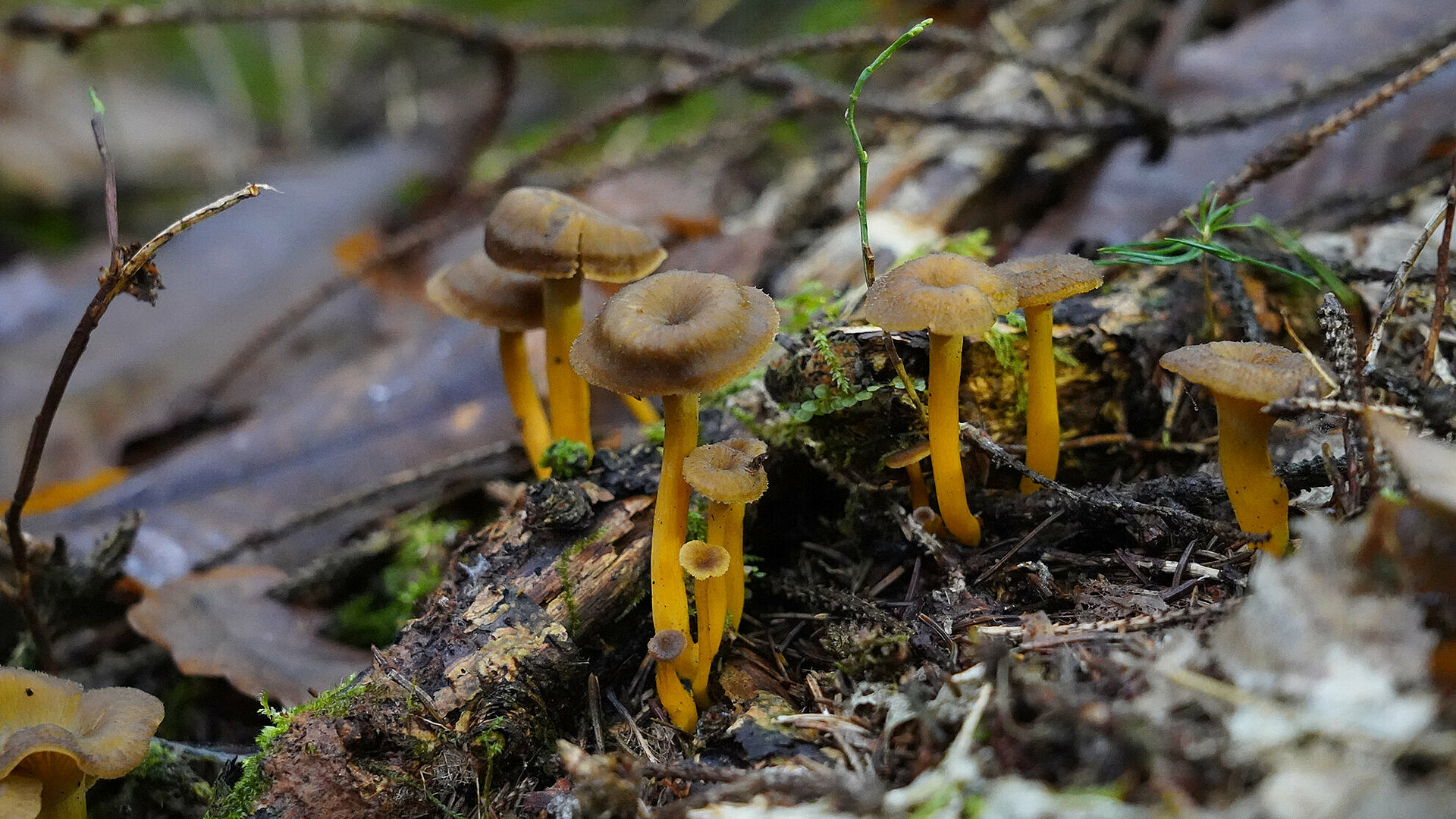 Lijasta trobenta (Craterellus tubaeformis) (foto: Luka Šparl)