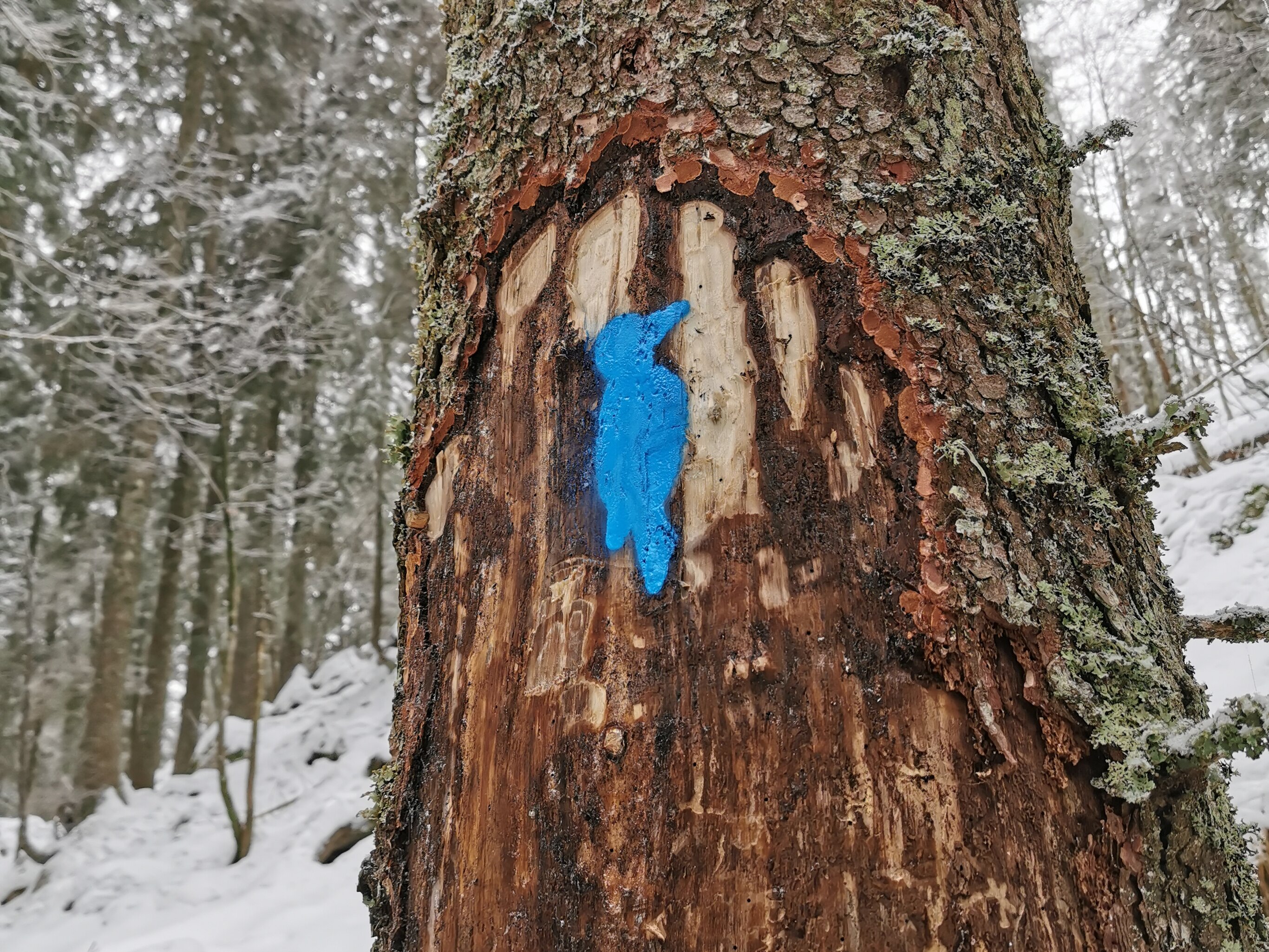 Označevanje habitatnih dreves (Foto: Arhiv Zavoda za gozdove Slovenije)