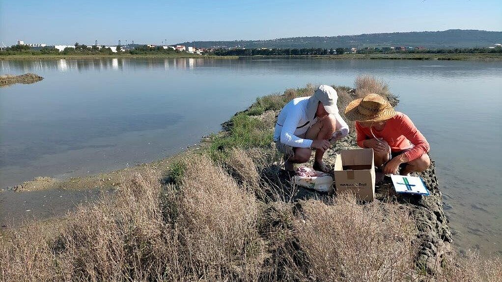 Obročkanje mladiča navadne čigre, Naravni rezervat Škocjanski zatok (foto: Domen Stanič)