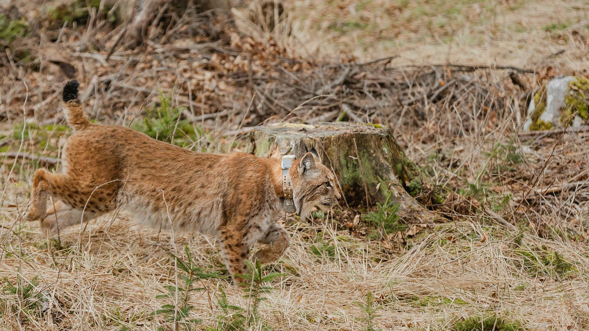 ris - LIFE Lynx