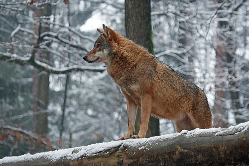 volk v zasneženem gozdu