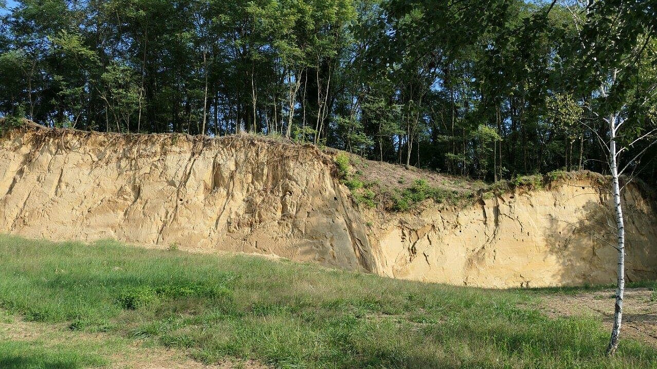 Del gnezdilne stene letos (Foto: Karmen Jazbinšek)