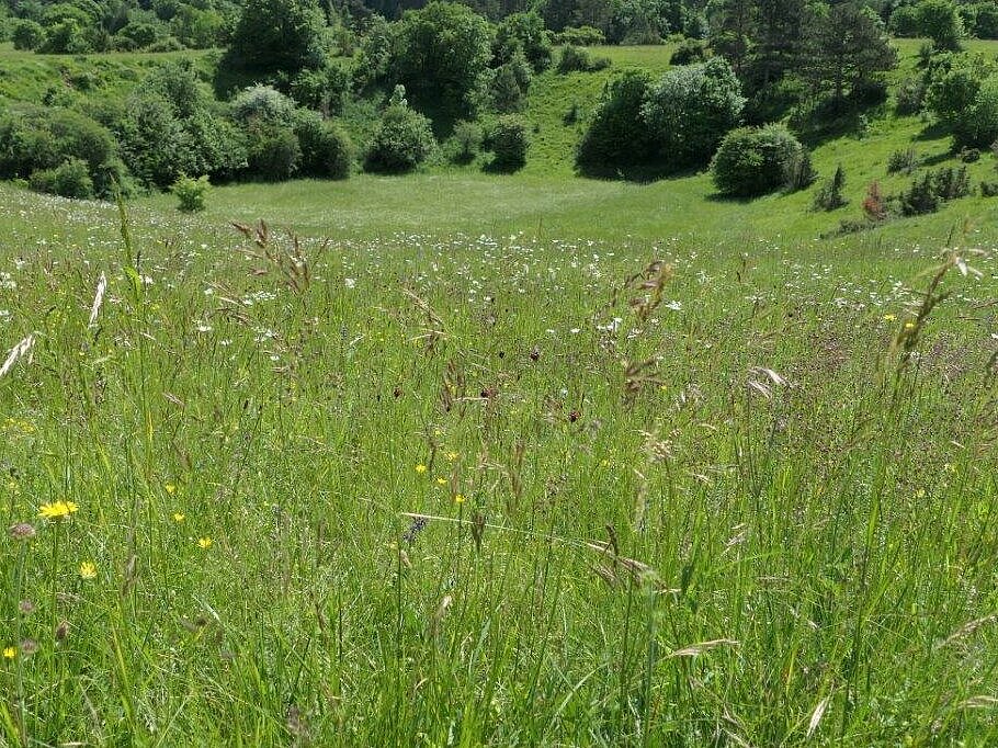 Cvetoči travnik (foto: arhiv projekta LIFE-IP NATURA.SI)