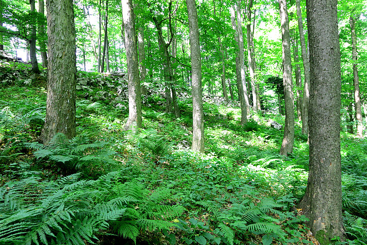 Slika 3. Ploskve za test monitoringa gozdnih HT so bile izbrane v reprezentativnih in razmeroma ohranjenih sestojih, ki predstavljajo različne podtipe izbranih HT. Na sliki je primer ploskve, postavljene v sestoju javorovja z brestom, ki je glede na skupno površino najpogostejši podtip HT 9180* Javorovi gozdovi v grapah in na pobočnih gruščih v območju Nature Boč-Haloze-Donačka gora. (foto: Lado Kutnar)