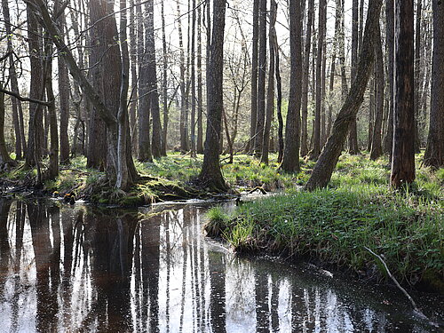 Nižinski poplavni gozdovi na območju Nature 2000 Ličenca pri Poljčanah (avtor: Vesna Stanić, Zavod Štirna)