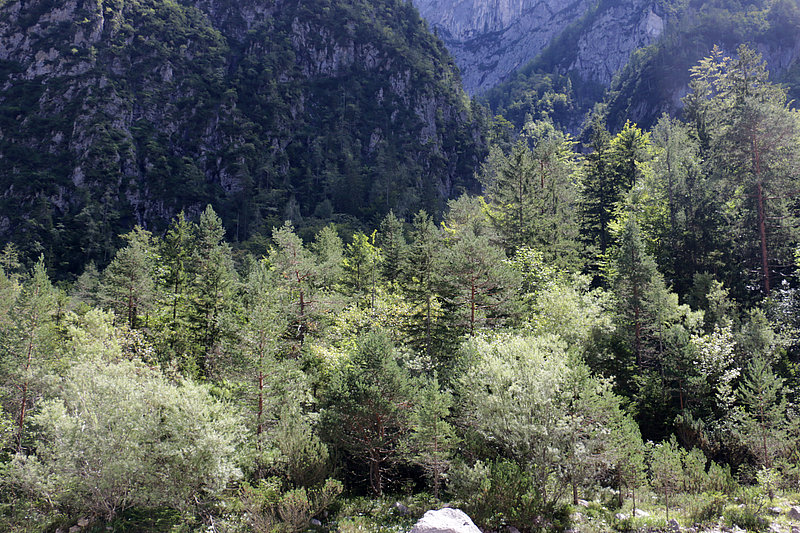 vrbe in bor