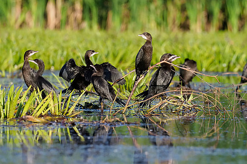 skupina pritlikavih kormoranov na veji