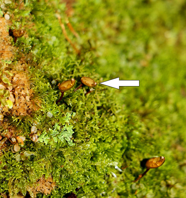 fotografija sporofitov mahu Buxbaumia viridis