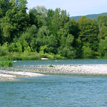 Alpske reke in zelnata vegetacija vzdolž njihovih bregov