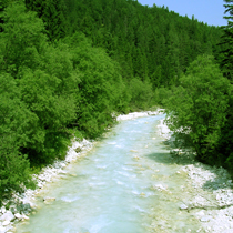 Alpske reke s sivo vrbo