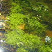 Vodotoki v nižinskem in montanskem pasu z vodno vegetacijo