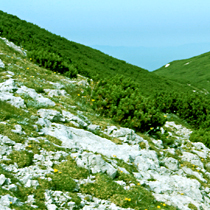 Alpinska in subalpinska travišča na karbonatnih tleh