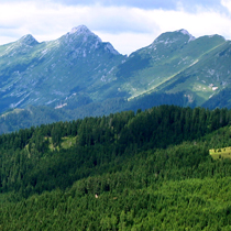 Alpinska in subalpinska travišča na karbonatnih tleh