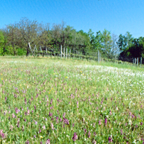 Polnaravna suha travišča in grmiščne faze na karbonatnih tleh