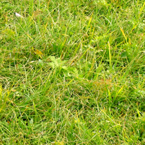Polnaravna suha travišča in grmiščne faze na karbonatnih tleh