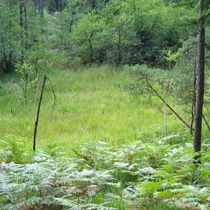 Barje - uleknine na šotni podlagi z vegetacijo zveze Rhynchosporion.