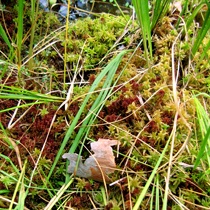 Uleknine na šotni podlagi z vegetacijo zveze Rhynchosporion.