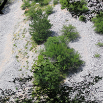 Srednjeevropska karbonatna melišča v submontanskem in montanskem pasu