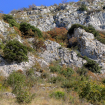 Karbonatna skalnata pobočja z vegetacijo skalnih razpok.