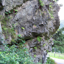 Silikatna skalnata pobočja z vegetacijo skalnih razpok