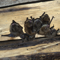 Sedem vejicatih netopirjev visi na lesenem tramu.