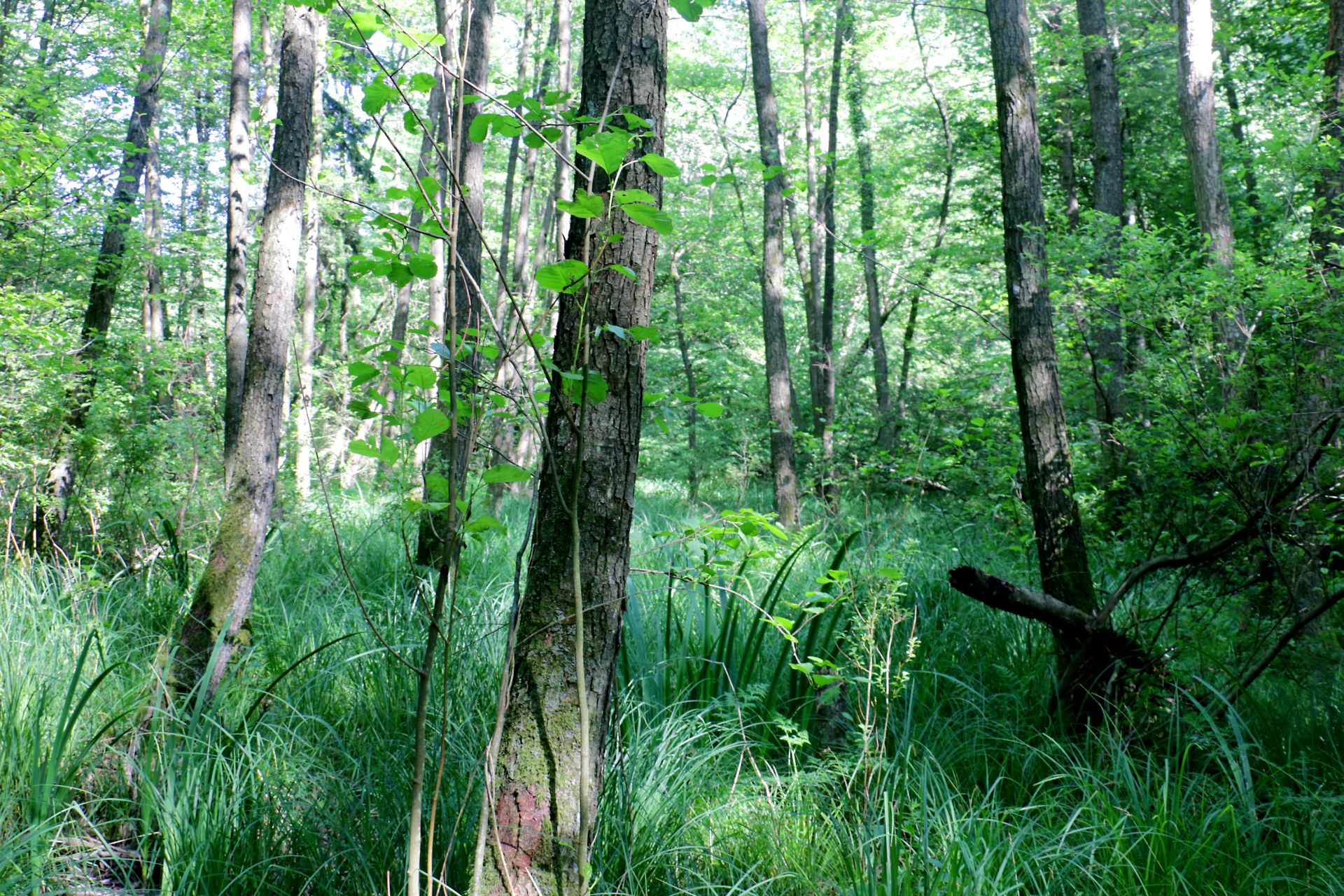 Ličenca - gozd