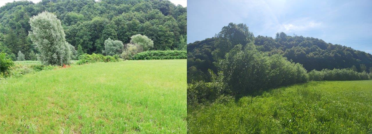 Odstranjevanje japonskega dresnika - omejevanje s prekrivanjem s filcem (foto: Direkcija Republike Slovenije za vode)