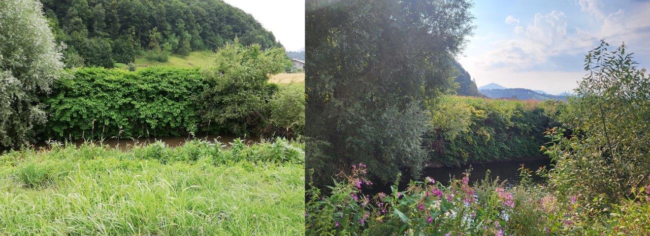 Odstranjevanje japonskega dresnika - prekrivanje s kovinsko mrežo (foto: Direkcija Republike Slovenije za vode)