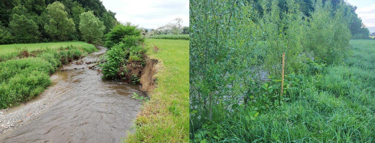 Odstranjevanje japonskega dresnika - omejevanje dresnika z vrbovimi popleti (foto: Direkcija Republike Slovenije za vode)