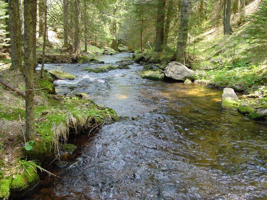 potok Lobnica teče skozi gozdove Pohorja