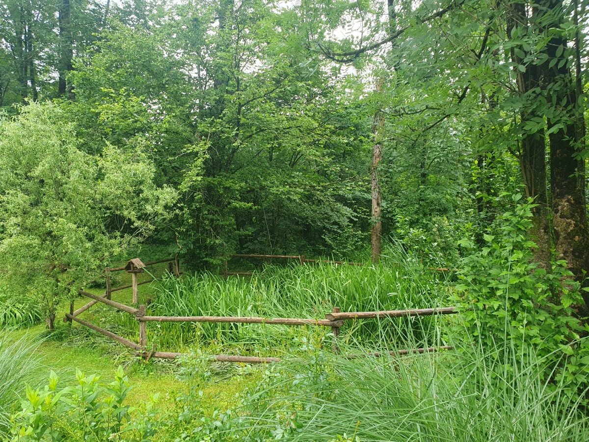 Žabja vas mlaka (Foto: A. Jere ZRSVN)