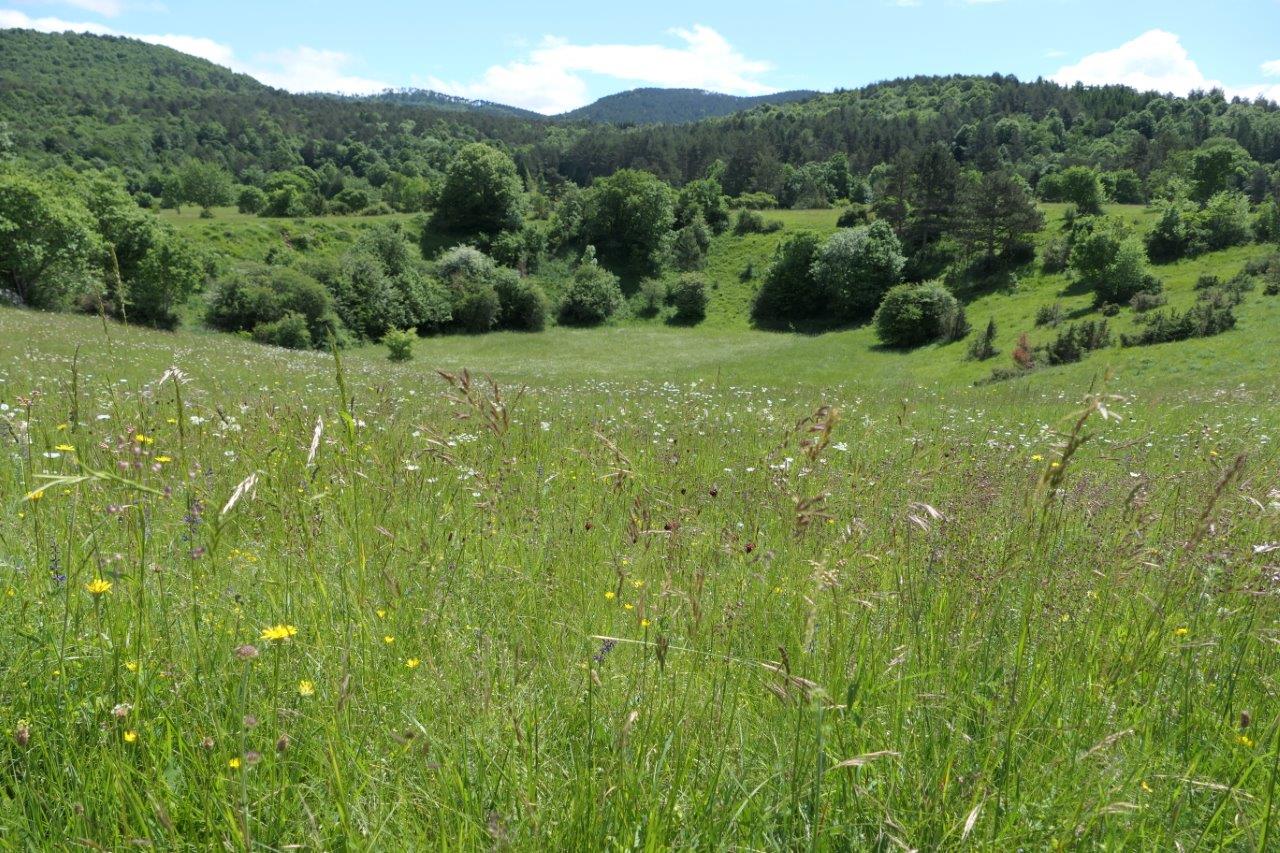 Cvetoči travnik (foto: arhiv projekta LIFE-IP NATURA.SI)
