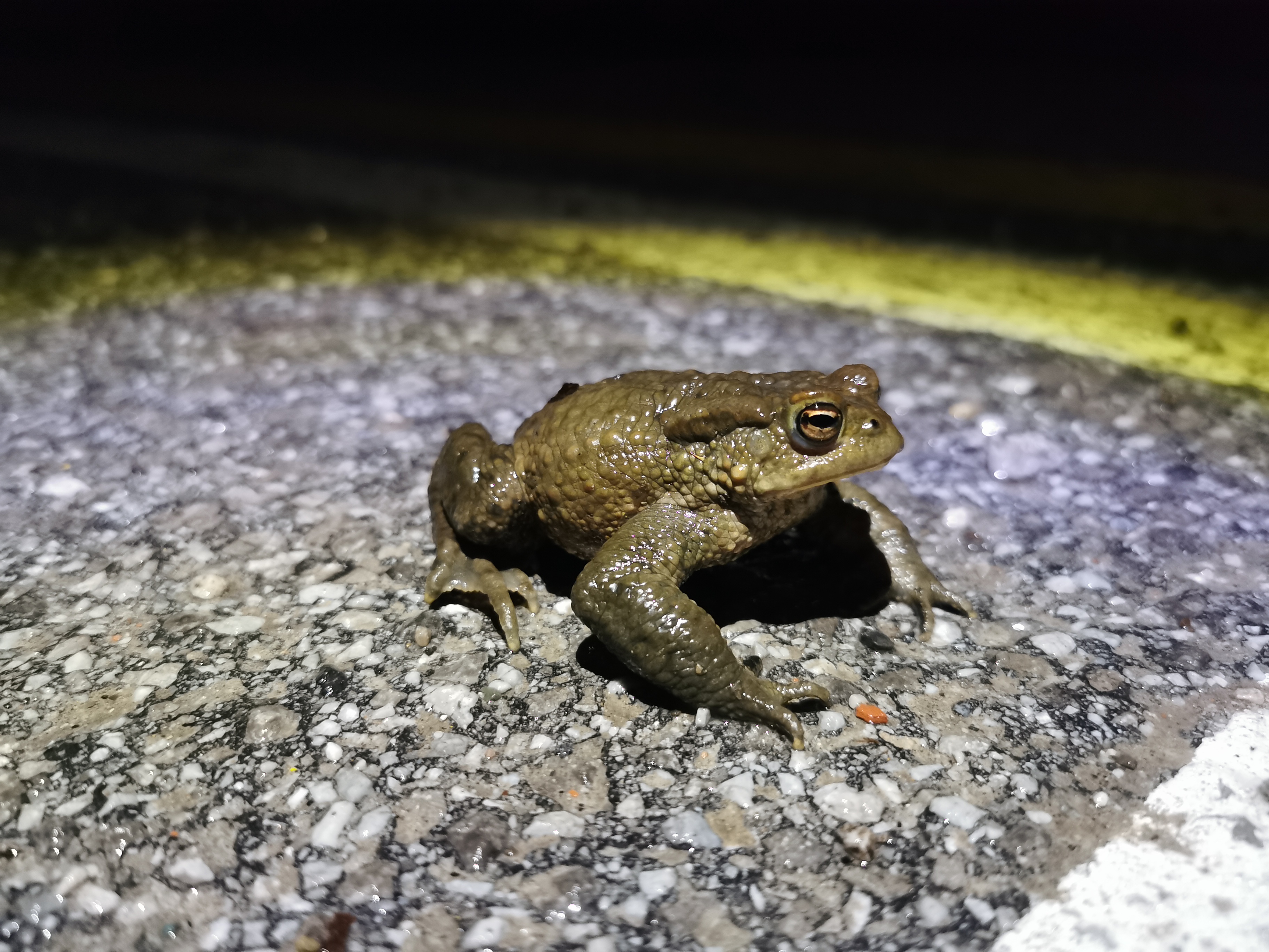 Krastača na cesti (foto: Vita Polajnar)